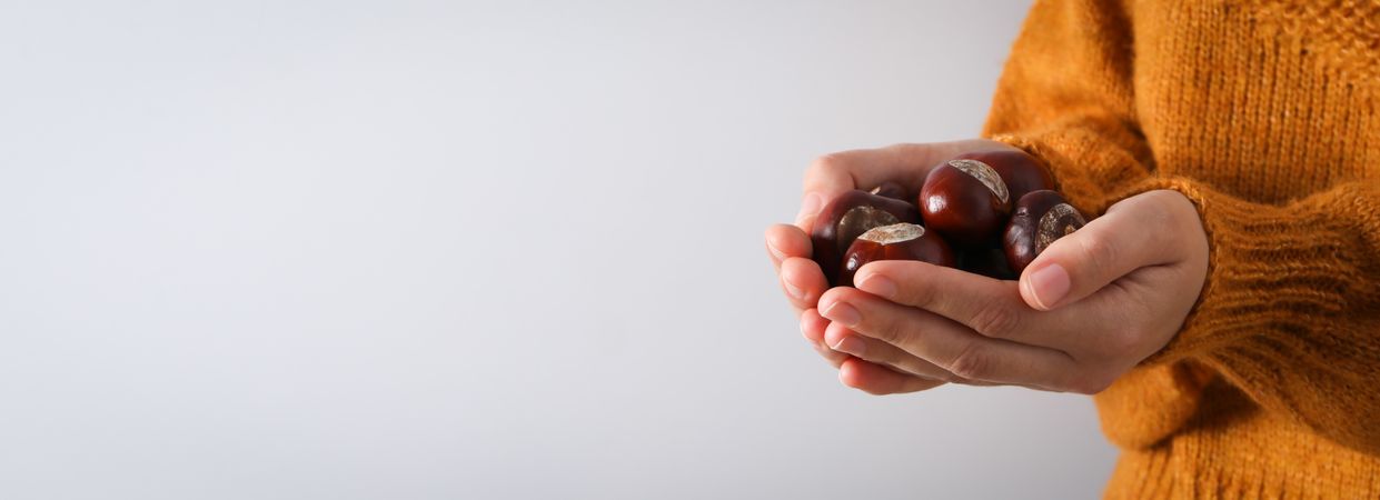 Fresh and ripe chestnuts, woman holds chestnuts