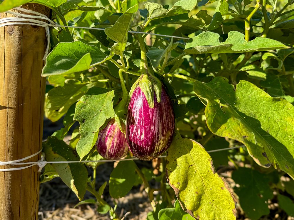 Eggplant fruits