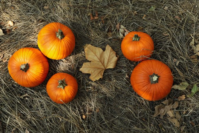 Autumn concept with pumpkins and leaf outdoor