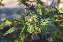 Marijuana plant growing in the outside sun