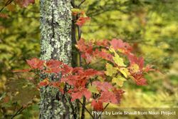 Colorful maple leaves along Loon Lake Trail at Savanna Portage State Park in McGregor, Minnesota 5rQKM0