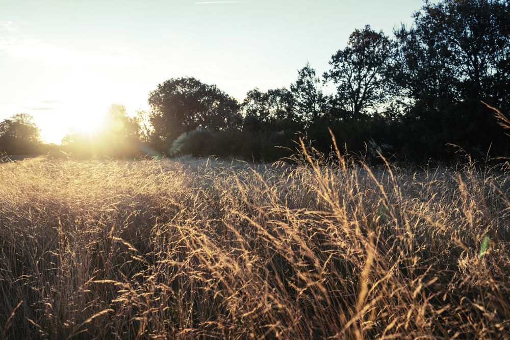Tall grass in rural field