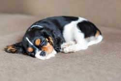 Cavalier spaniel sleeping on his side on grey background