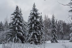 Winter forest landscape with snow