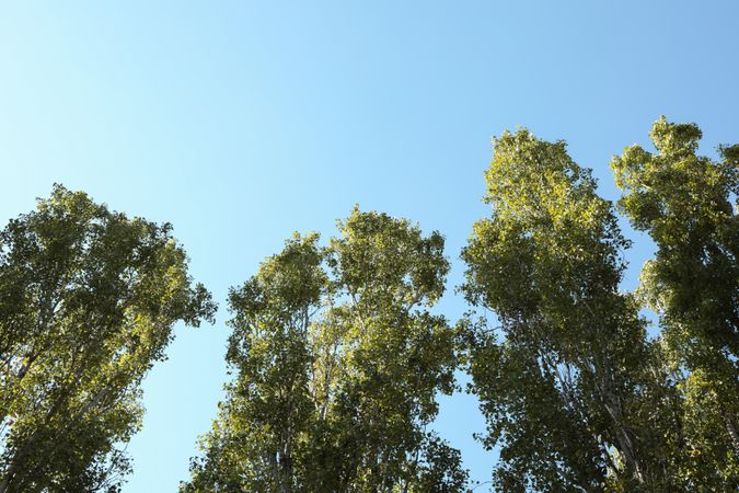 Poplars against blue sky, space for text