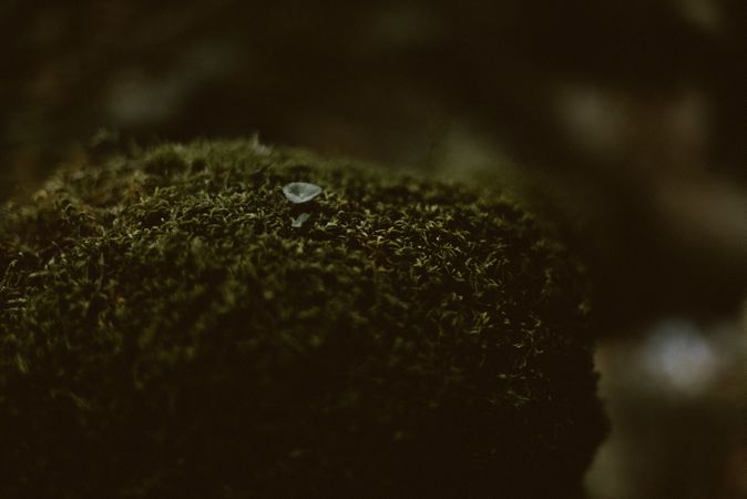 Little pale flower growing on lichen mat