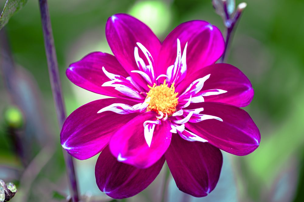 Vivid pink flower with light details in center