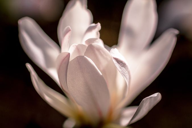 Delicacy of bright flower petals captured with a macro shot