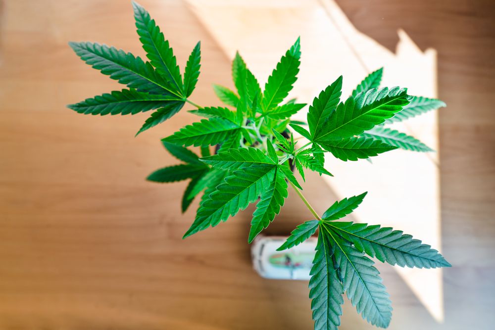 Top view of cannabis plant on wooden table