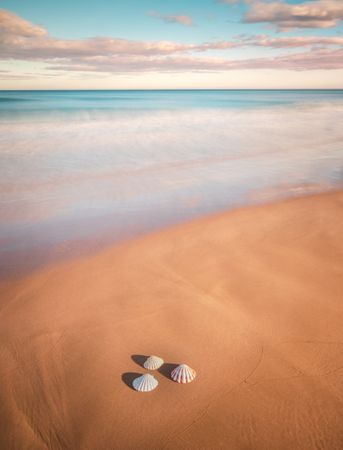 Mollusks on sand near waving sea