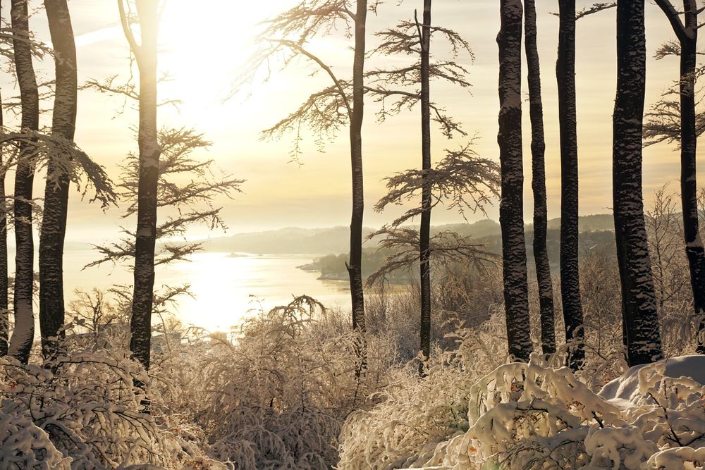 Majestic tall frosted trees beside riverside in sunrays
