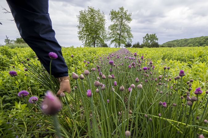 Copake, New York - May 19, 2022: Hand of gardener picking purple flowers in field