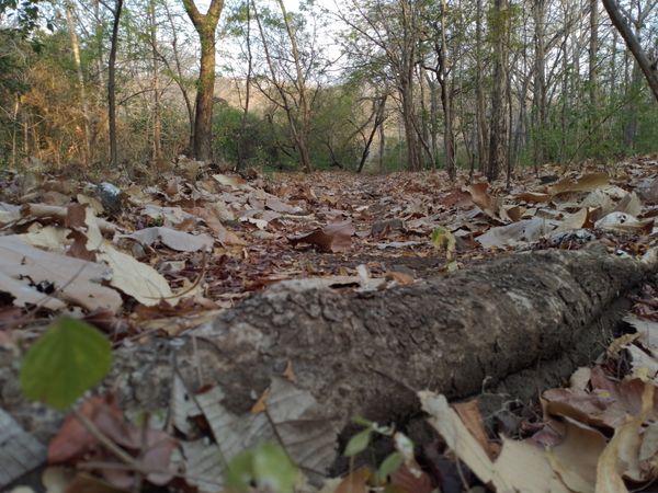 A fallen log lies on a forest path covered in leaves