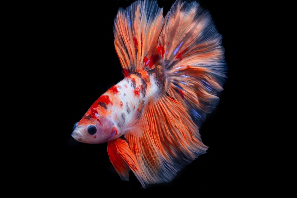Orange Betta Fish