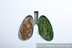 Lung shape cut out of paper with lush green plant and tobacco underneath 0VpN34