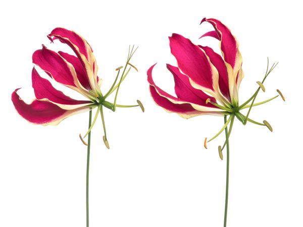 Two glory lilies isolated on a light background