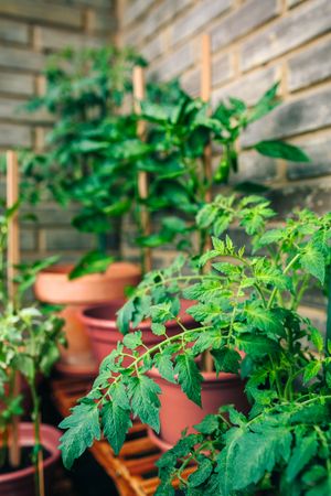 Tomato plant leaves growing on ceramic pots on a vegetable garden in balcony