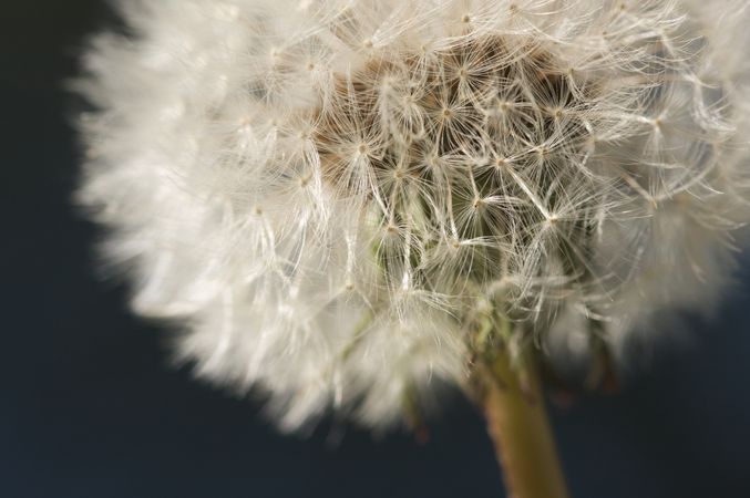 Macro Dandelion Blossom