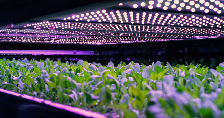 Vertical Farming Rack with Green Plants Growing in a Hydroponics System. LED Lamps Producing Ultraviolet Artificial Sunlight. Modern Agriculture Technology with Sustainable Use of Green Energy