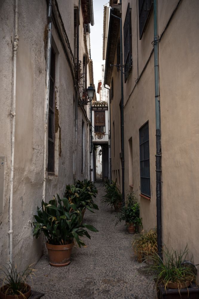 Ancient cobblestone narrow street with plants