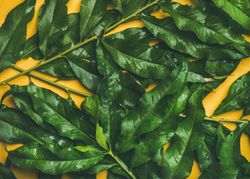 Green tree leaves on mustard yellow background