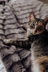 Cat lying on comfortable bed