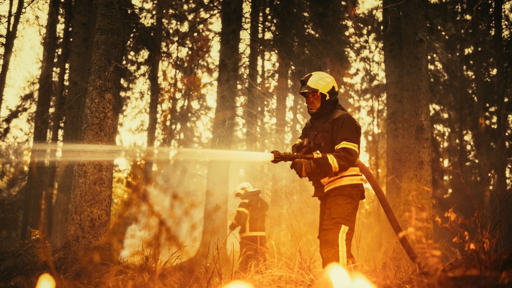 Portrait of a Professional Firefighter Methodically Extinguishing a Forest Fire with the Help of a Fire Hose.
