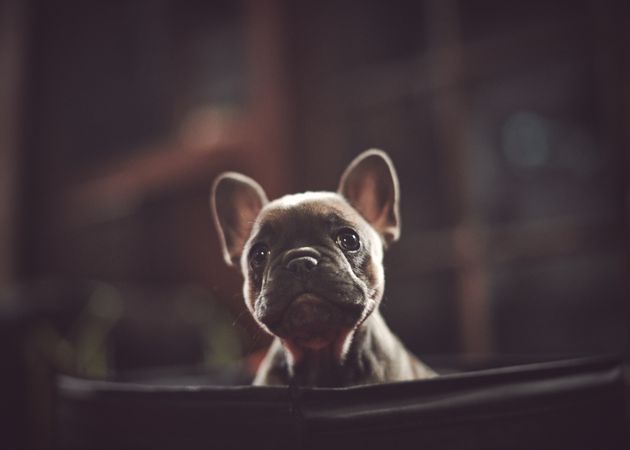Portrait of cute French bulldog