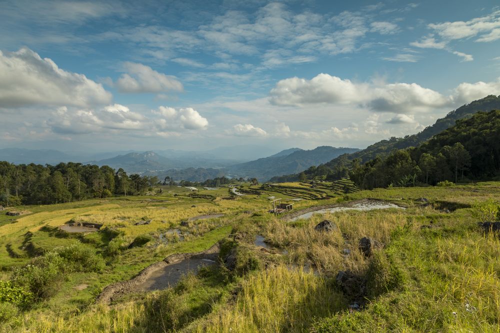 Rice fields and terraced rice paddies beside tropical forest in Tana Toraja region, Indonesia