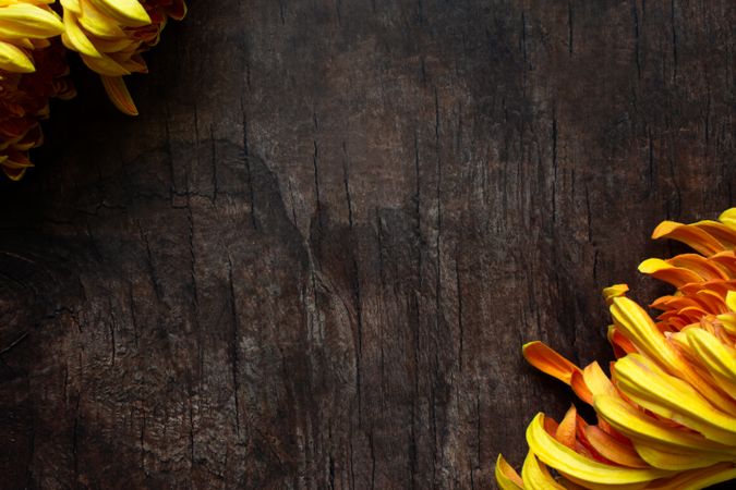 Autumn theme background with florals
