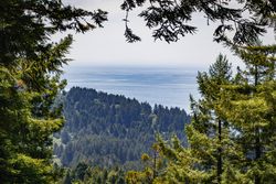 View of coastal waters from the trees