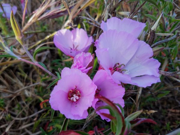 Ruby-chalice-clarkia flower