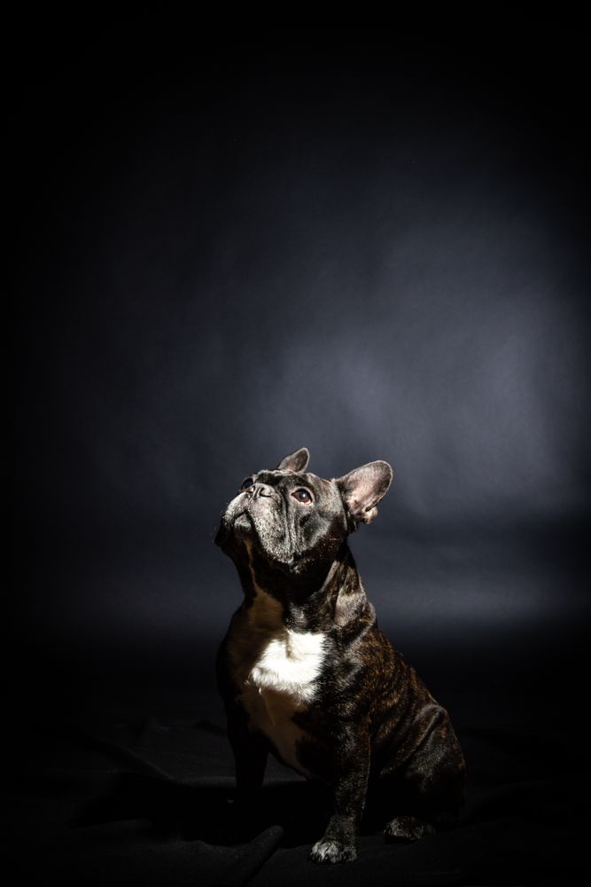 Old bulldog posing in studio