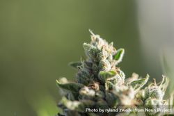 Crystals forming on cannabis plant 4OLJob