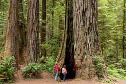 Two adult visitors look up at giant redwood tree in California O41m74