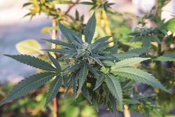 Top of young marijuana plant