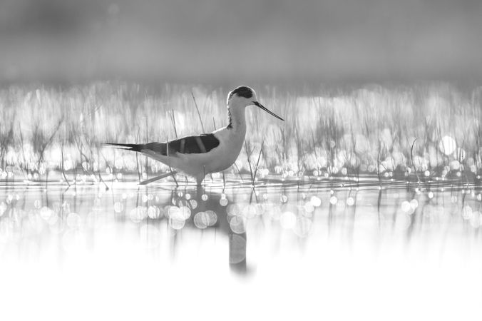 Wild bird walking on water
