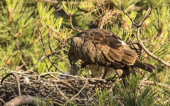 Eagle near newborn bird in nest