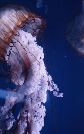 Jellyfish underwater