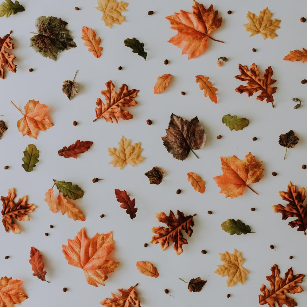 Lay out of autumnal pattern with leaves and nuts on light background