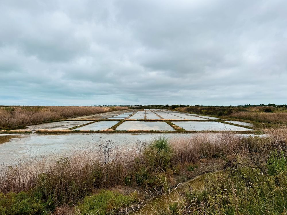 Sea salt harvest marsh, Ile de Ré France