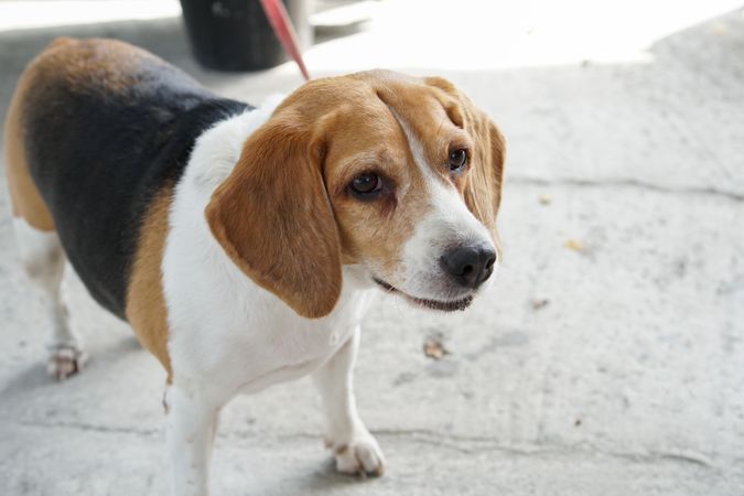 Cute beagle dog standing on leash