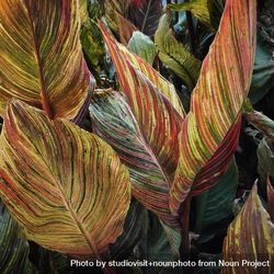 Large canna phasion leaves, square crop 4BQNW5