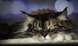 Dark tabby cat resting