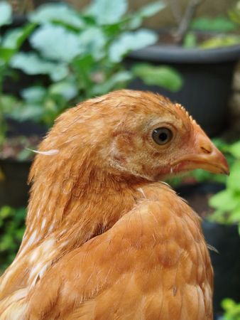 Orange chicken with bright feathers standing in backyard showing natural farm life and peaceful rural environment