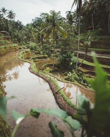 tropical plantation in Bali