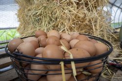 Copake, New York - May 19, 2022: Close up of basket of brown eggs with hay bGa2a5