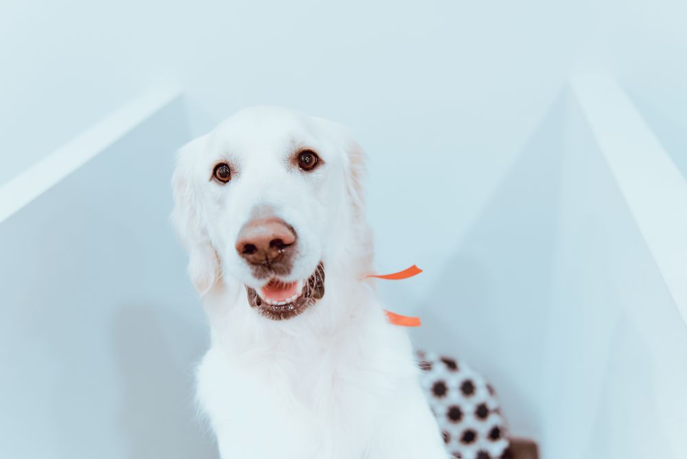 Big Labrador looking at camera
