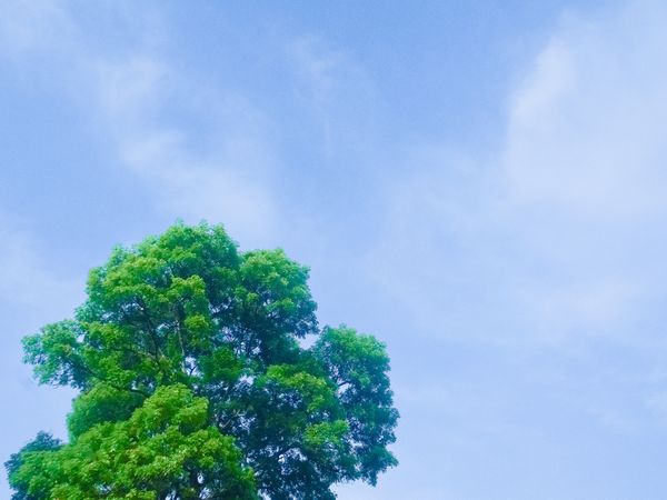 plant and sky