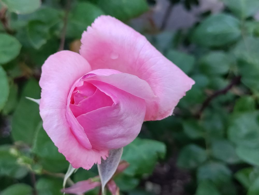 Pink rose in bush with copy space
